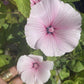 Sommarmalva Pink Blush
