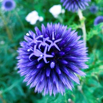 Bland blommor och glashus bolltistel echinops ingemarsdotter