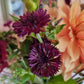 Blåklint black ball och aprikos dahlia