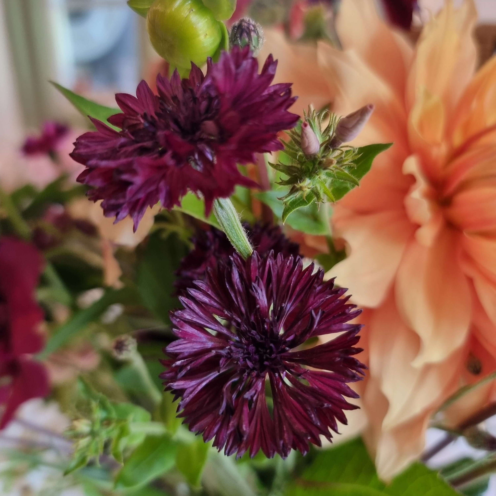 Blåklint black ball och aprikos dahlia