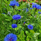 Midsommarblomster hos Ingemarsdotter