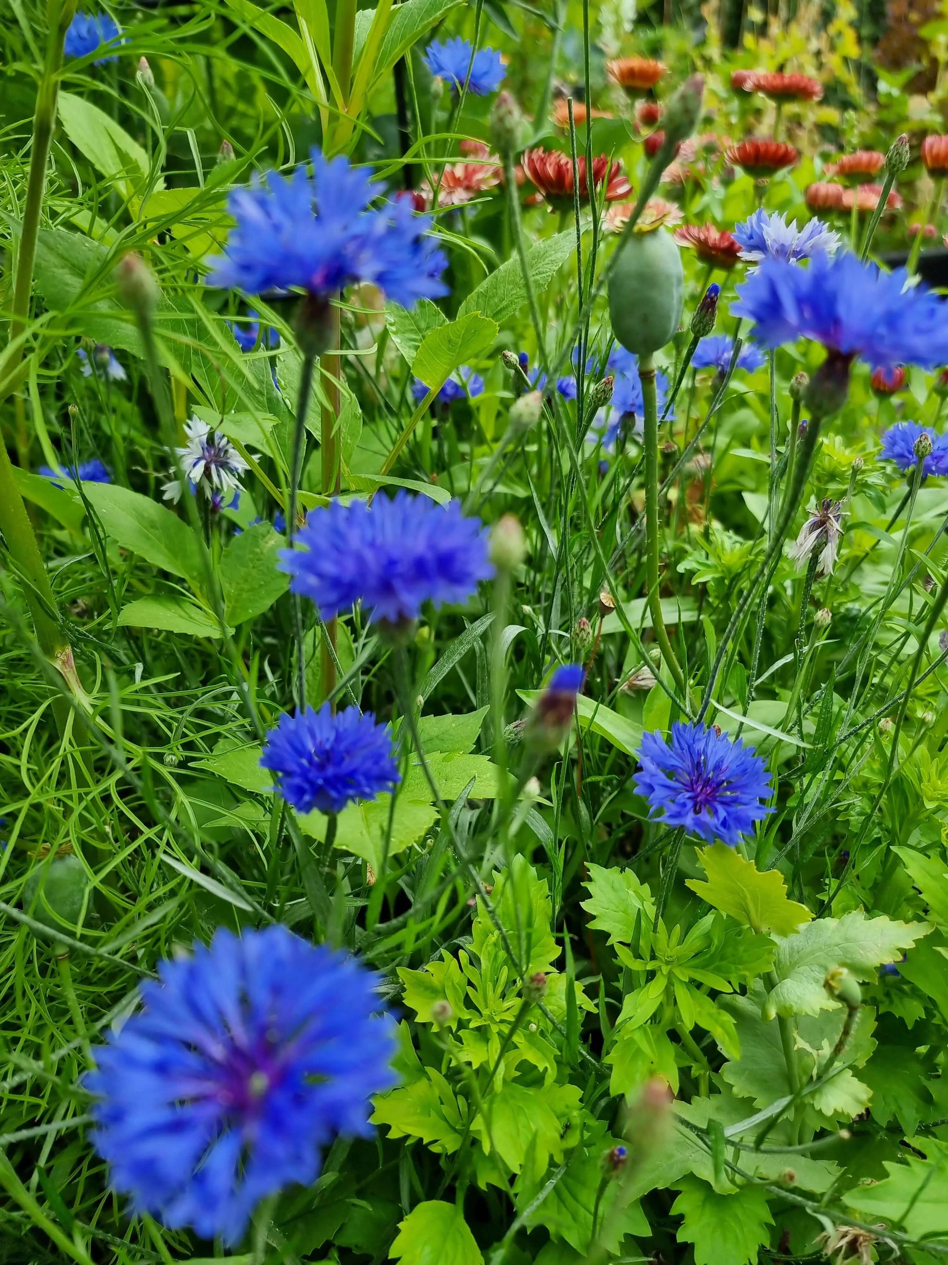 Midsommarblomster hos Ingemarsdotter