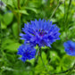 Blåklint Blue ball Ingemarsdotter