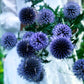 Bland blommor och glashus bolltistel ingemarsdotter