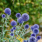bolltistel.webp