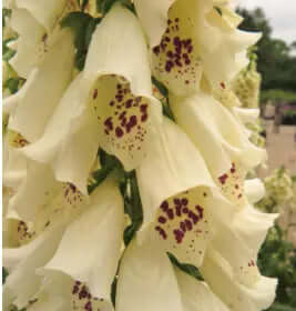 Fingerborgsblomma Dalmatian creme Ingemarsdotter