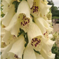 Fingerborgsblomma Dalmatian creme Ingemarsdotter