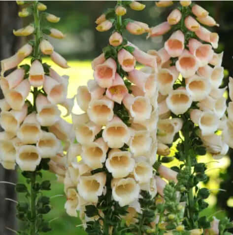 Fingerborgsblomma dalmatian peach digitalis