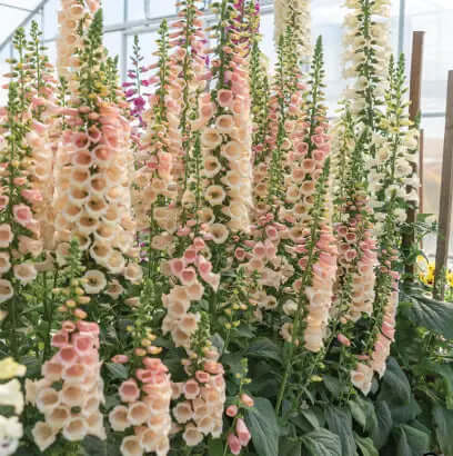 Fingerborgsblomma dalmatian peach digitalis