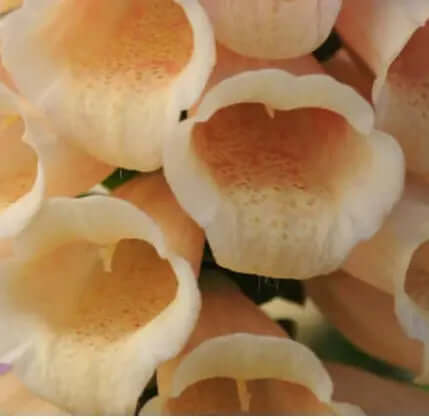 Fingerborgsblomma dalmatian peach digitalis