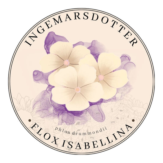 Phlox Drummondii Isabellina