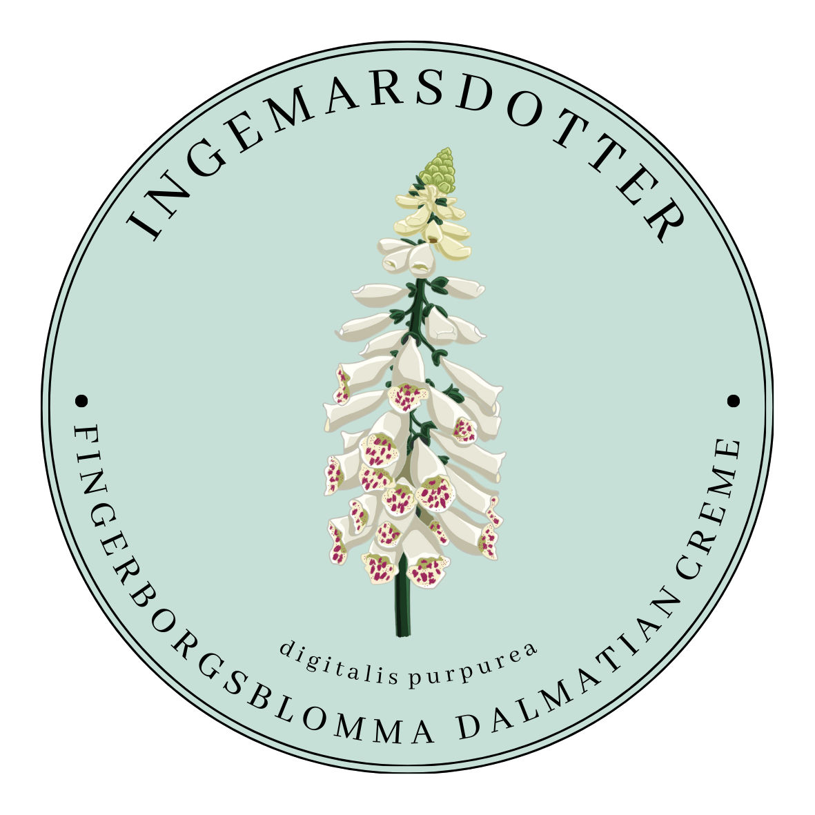 Fingerborgsblomma dalmatian creme digitalis vit