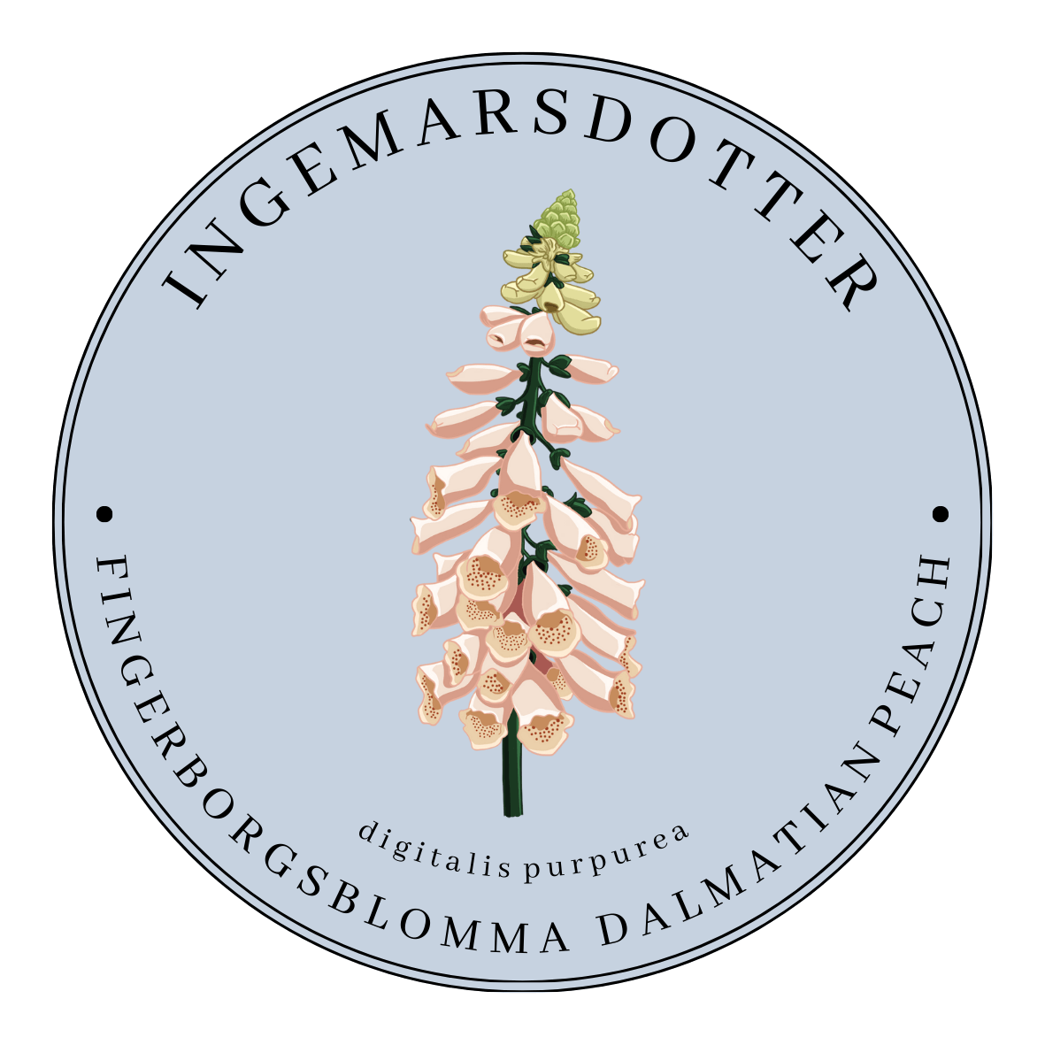 Fingerborgsblomma dalmatian peach digitalis