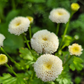 Mattram Vegmo Snowball extra (pelletrerad)