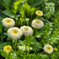 Mattram Vegmo Snowball extra (pelletrerad)