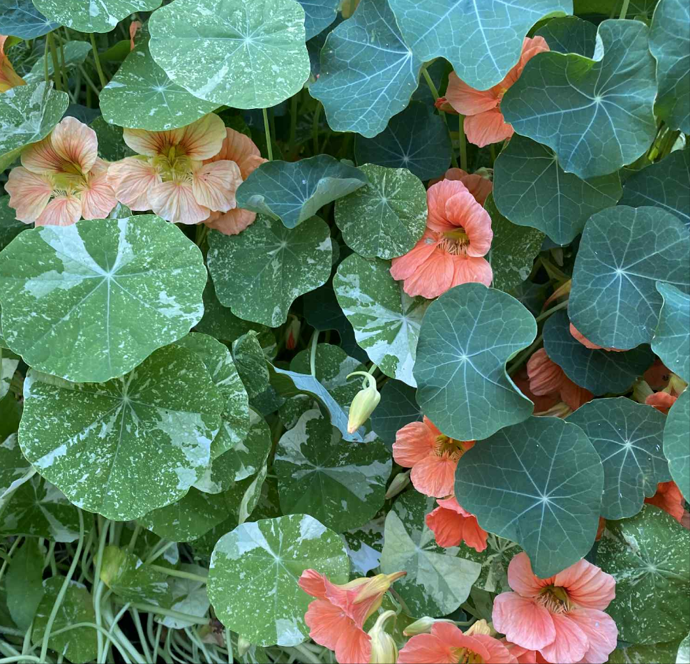 Krasse tip top apricot och salmon baby