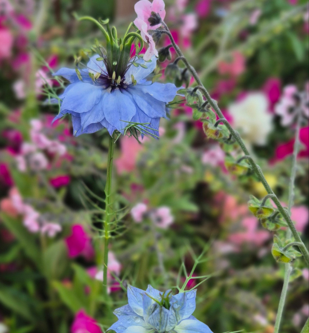 Nigella Miss Jekyll Dark Blue (storpack)