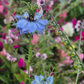 Nigella Miss Jekyll Dark Blue (storpack)