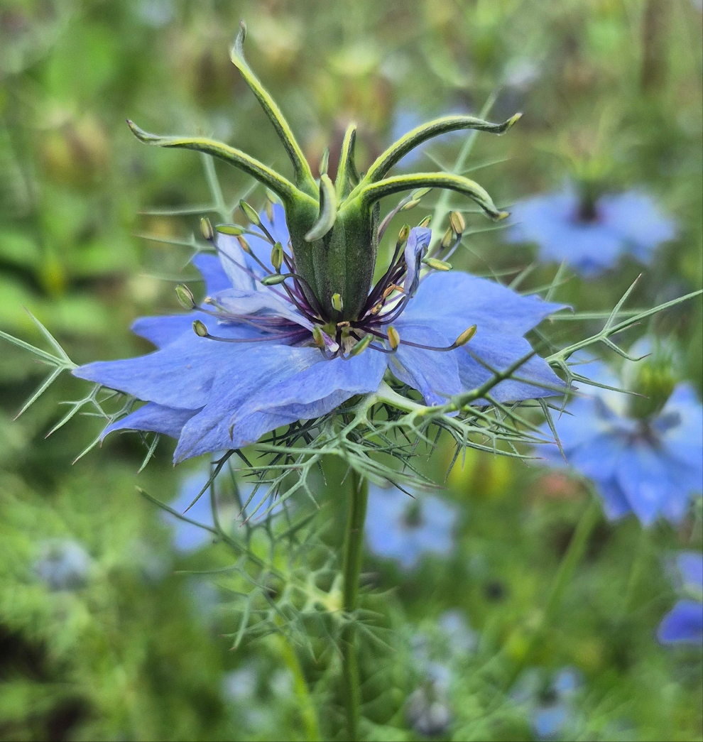 Nigella Miss Jekyll Dark Blue (storpack)