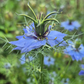 Nigella Miss Jekyll Dark Blue (storpack)