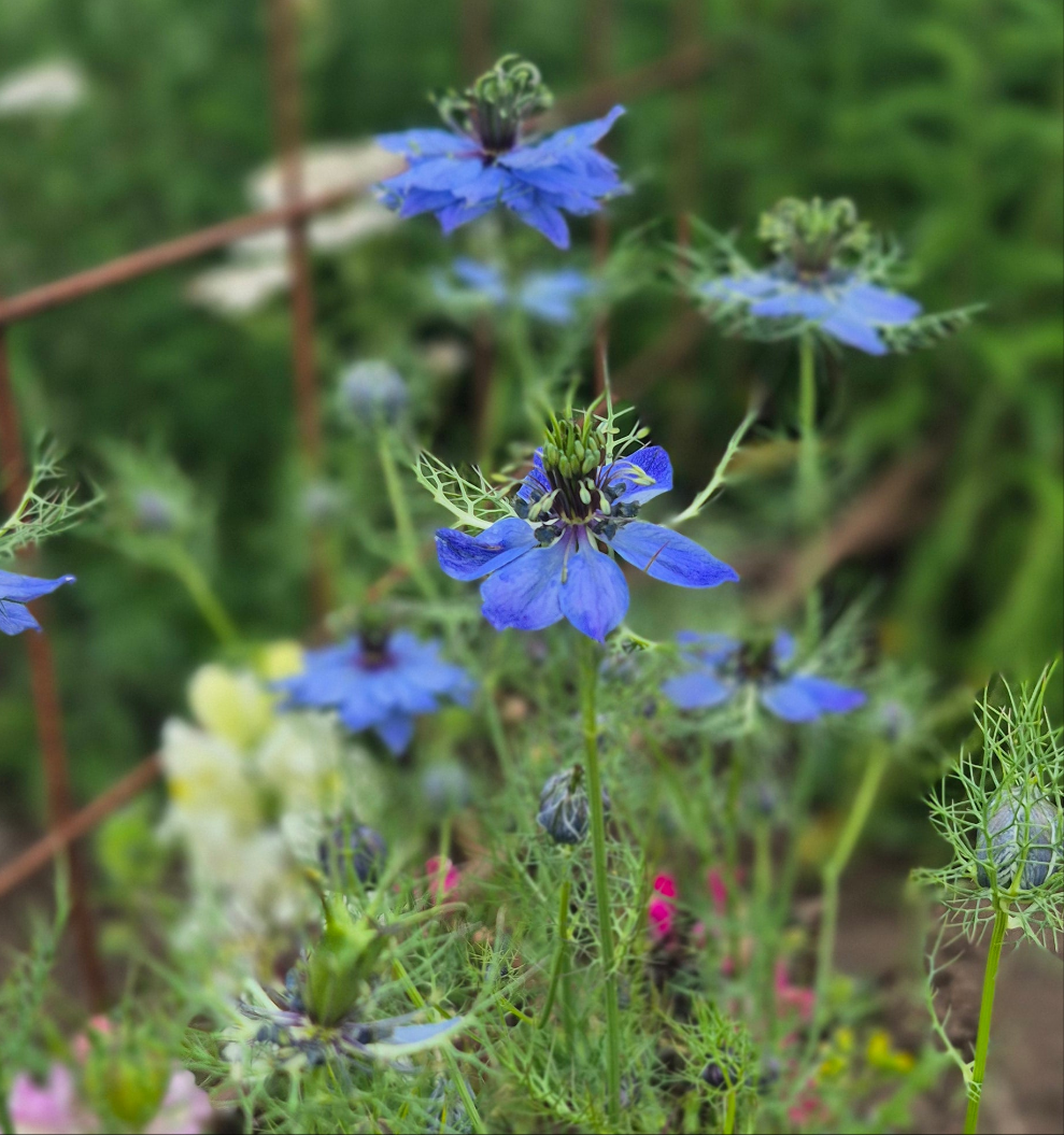 Nigella Miss Jekyll Dark Blue (storpack)