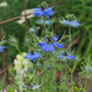 Nigella Miss Jekyll Dark Blue (storpack)