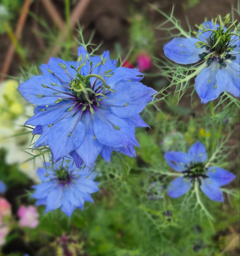 Nigella Miss Jekyll Dark Blue (storpack)