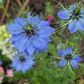 Nigella Miss Jekyll Dark Blue (storpack)