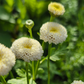 Mattram Vegmo Snowball extra (pelletrerad)