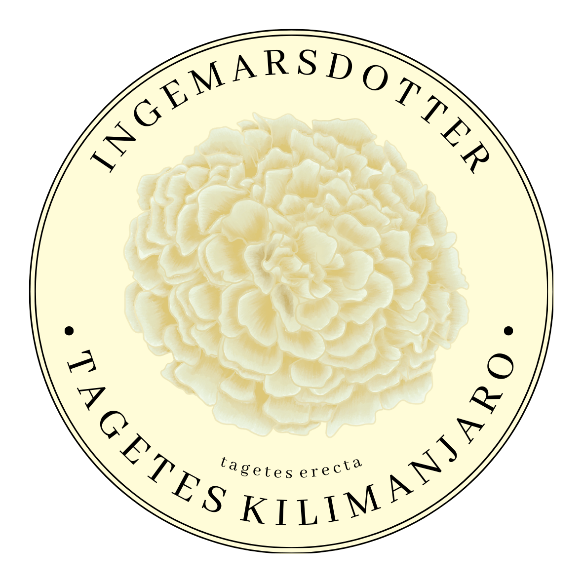 Tagetes Kilimanjaro vit tagetes