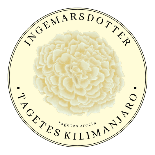 Tagetes Kilimanjaro vit tagetes