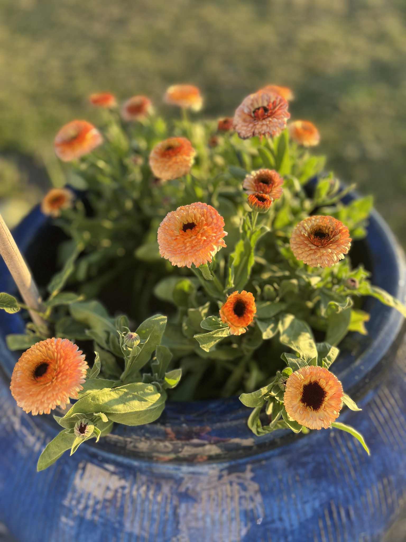 Ringblomma Pink Surprise