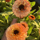 Ringblomma Pink Surprise