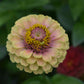 Zinnia Queen Lime Blotch