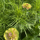 Zinnia Queen Lime Blotch