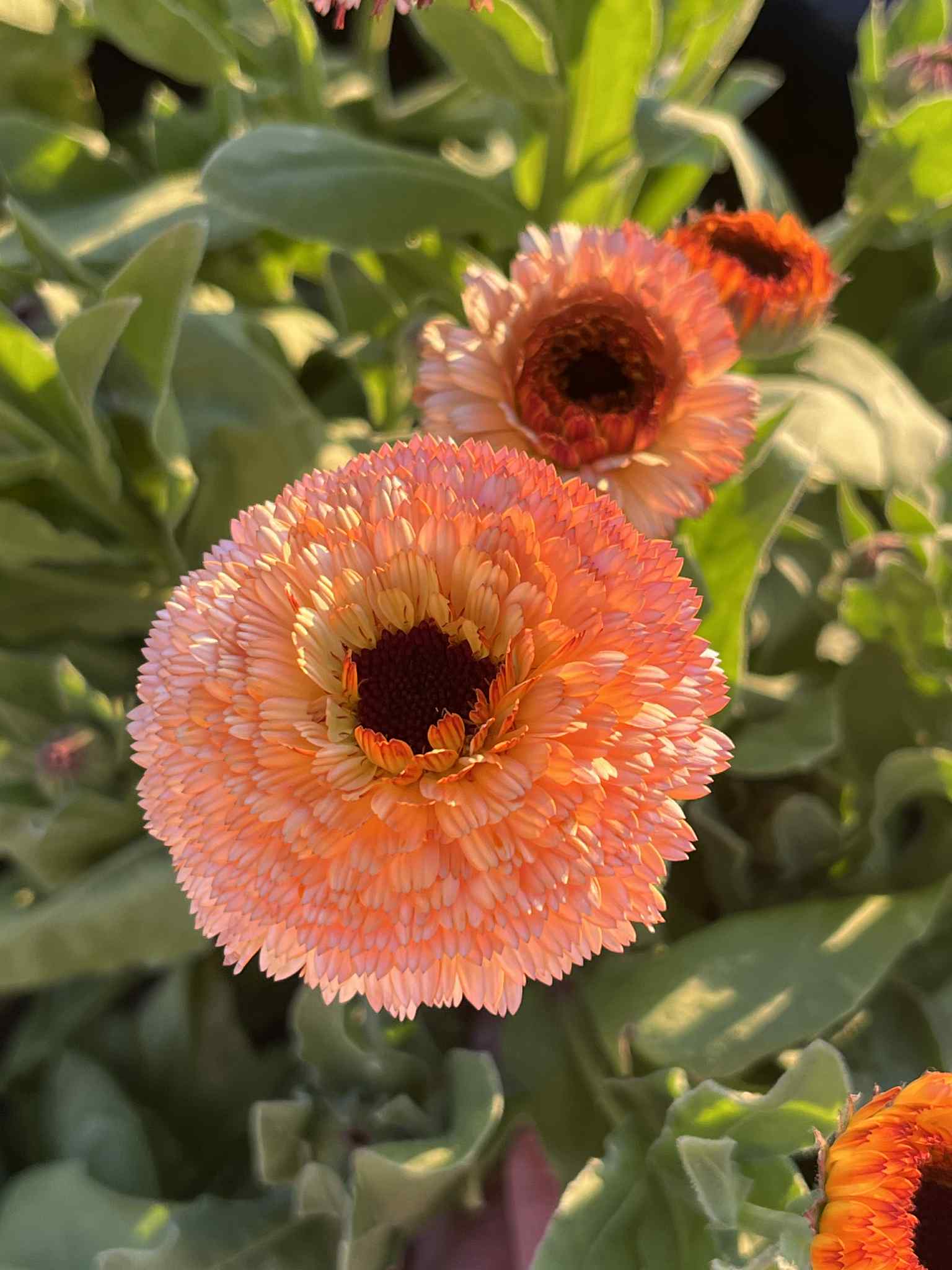 Ringblomma Pink Surprise