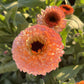 Ringblomma Pink Surprise