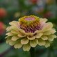 Zinnia Queen Lime Blotch