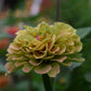 Zinnia Queen Lime Blotch