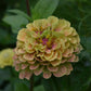 Zinnia Queen Lime Blotch