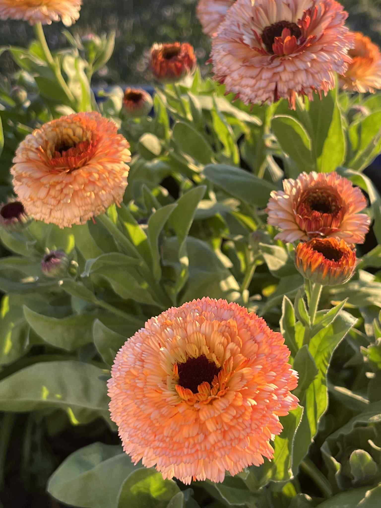 Ringblomma Pink Surprise