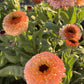 Ringblomma Pink Surprise