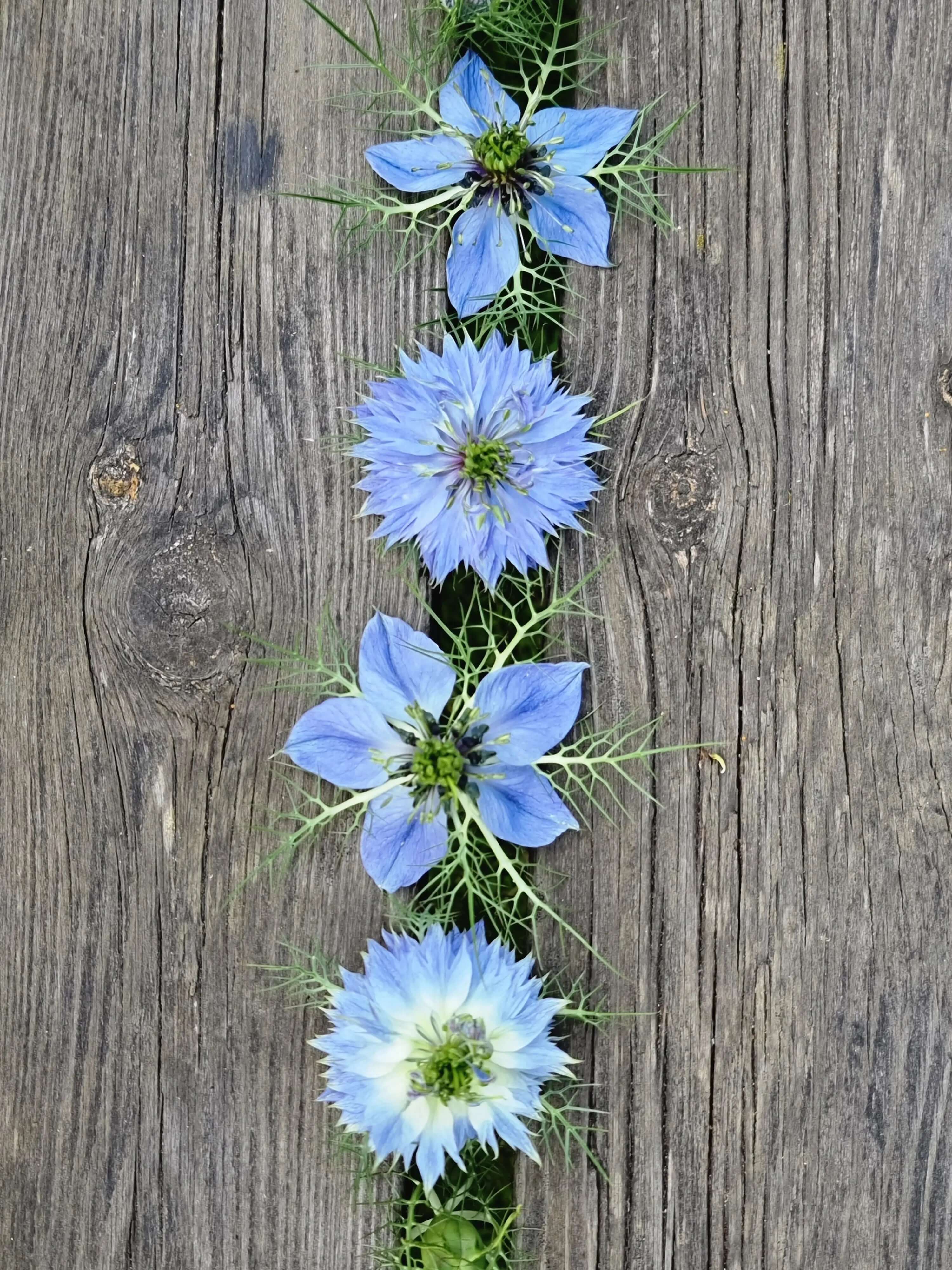 Miss jekyll skyblue