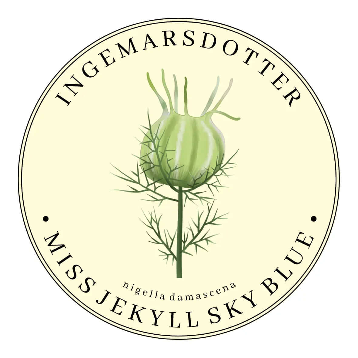 Nigella frökapsel Nigella seed pod capsule
