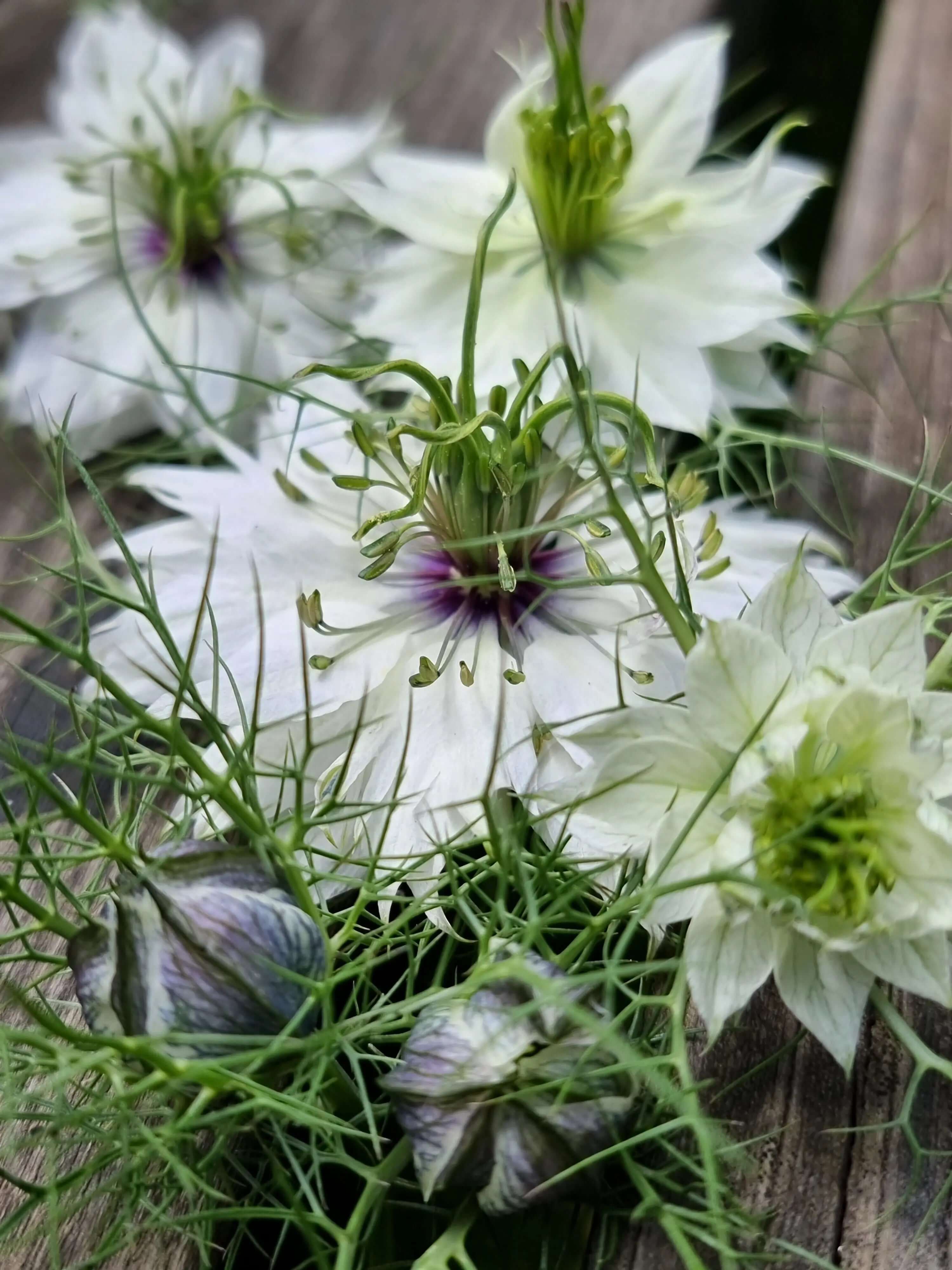 Miss jekyll vit Ingemarsdotter frö i söta burkar nigella pod