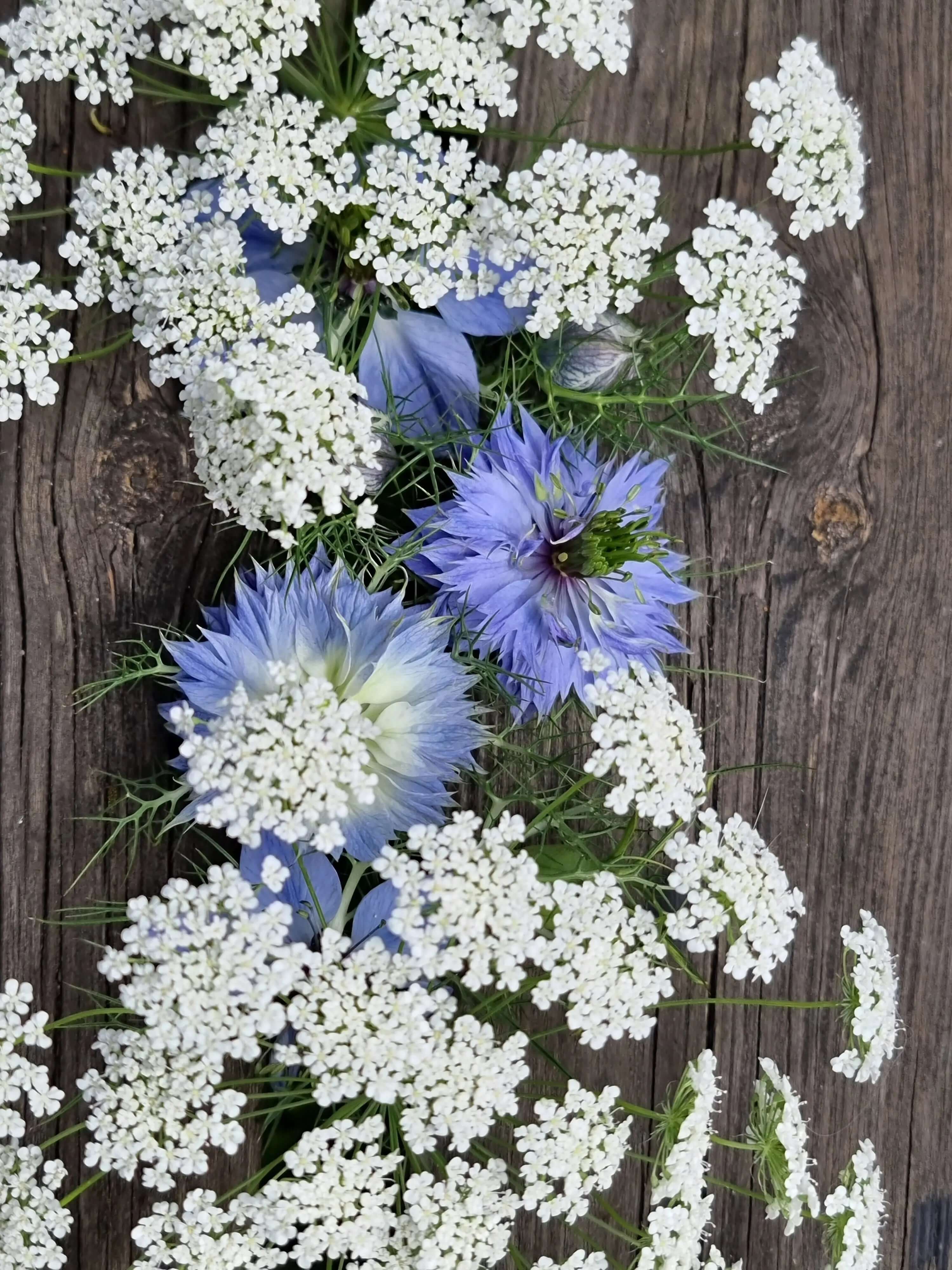 Nigella och Slösilja