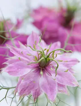 Nigella miss jekyll rose