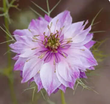 Nigella miss jekyll rose