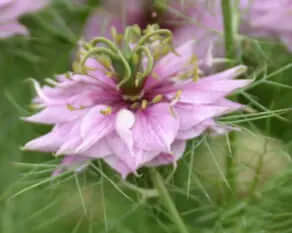Nigella miss jekyll rose