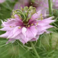 Nigella miss jekyll rose